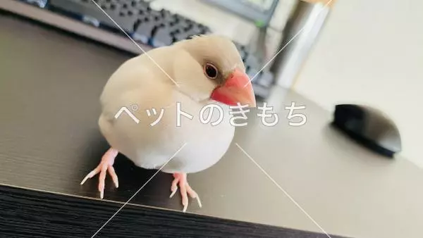 迷子鳥の画像