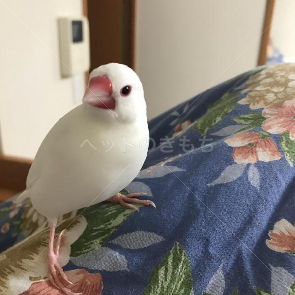 迷子鳥の画像