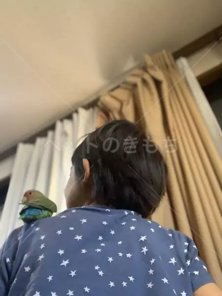 保護鳥の画像