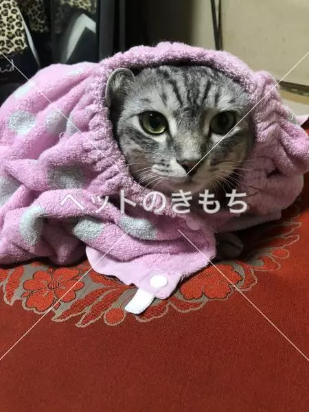 迷子猫の画像
