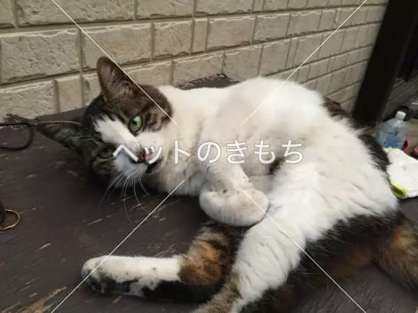 迷子猫の画像