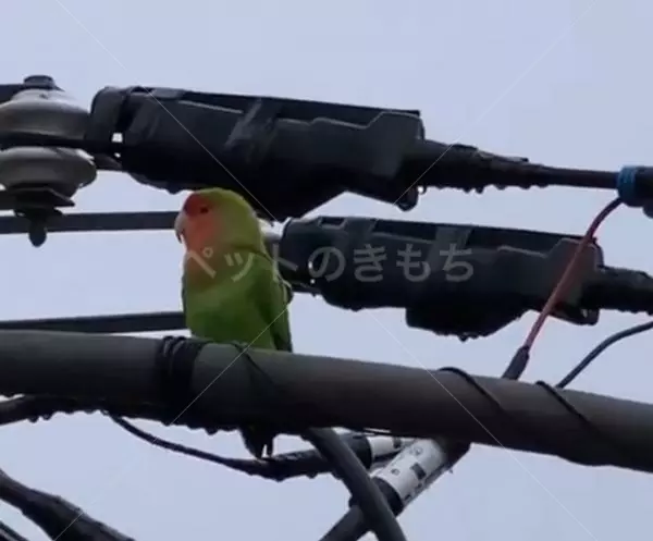 保護鳥の画像