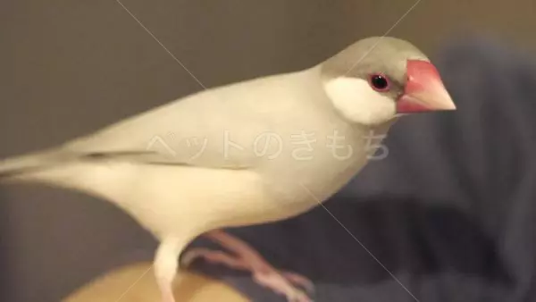 迷子鳥の画像