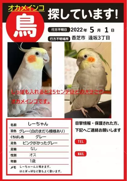 迷子鳥の画像