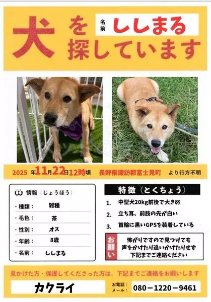 迷子犬の画像