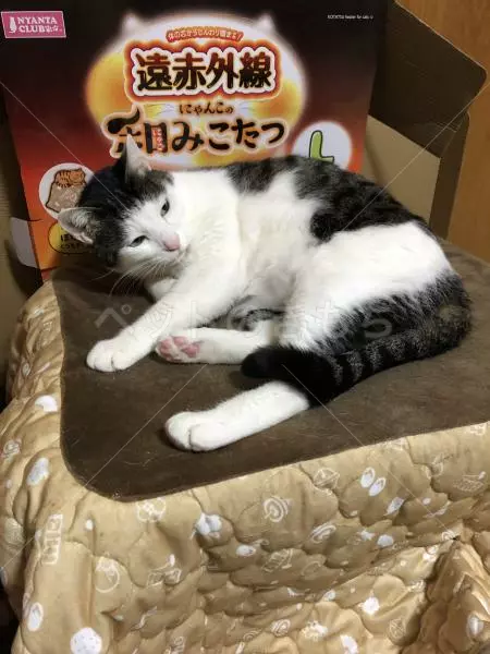 迷子猫の画像