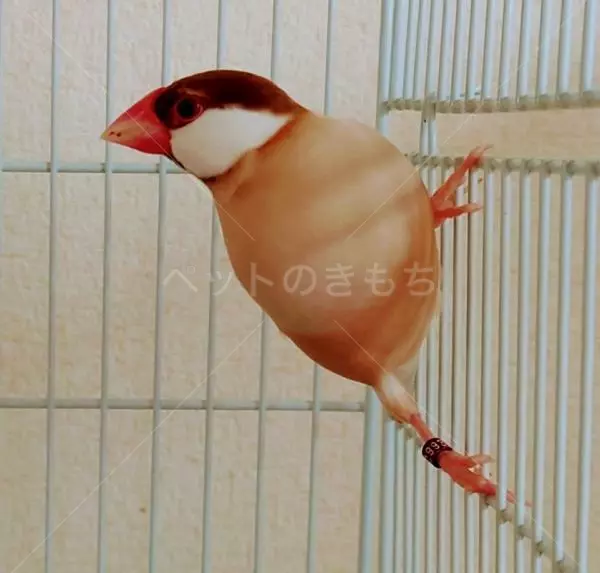 迷子鳥の画像