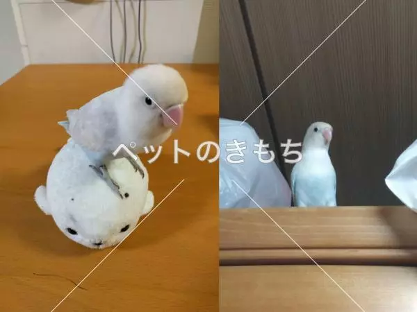 迷子鳥の画像