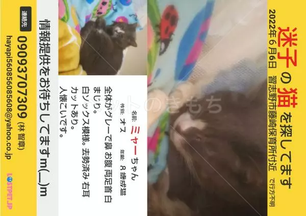 迷子猫の画像