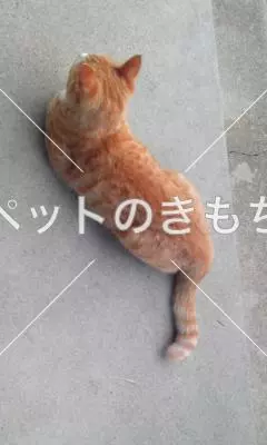 迷子猫の画像