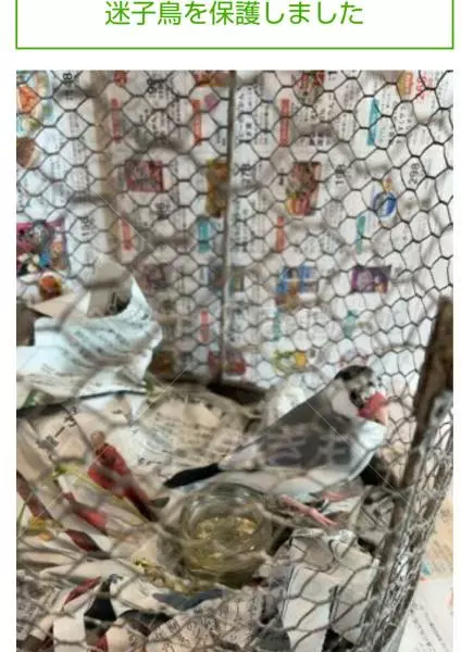 コメントの画像