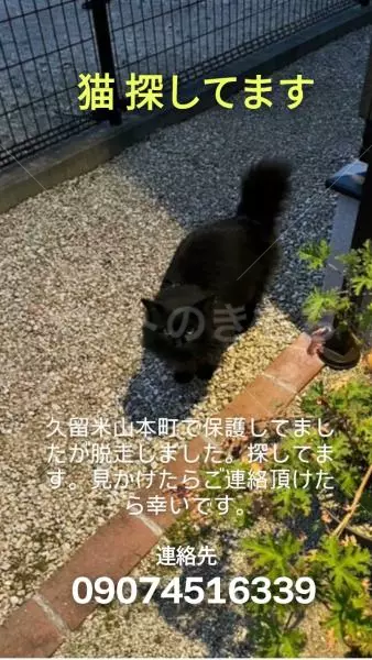 迷子猫の画像