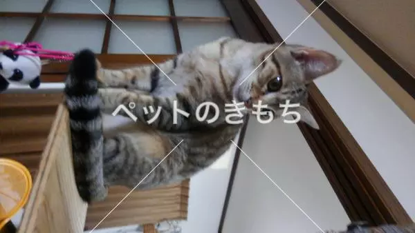 迷子猫の画像