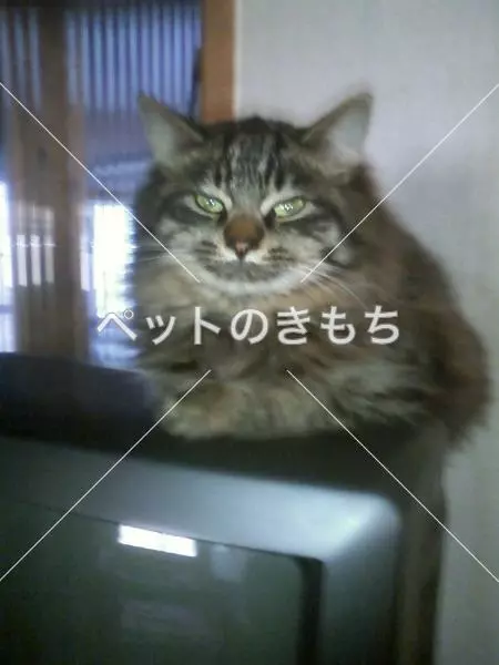 迷子猫の画像