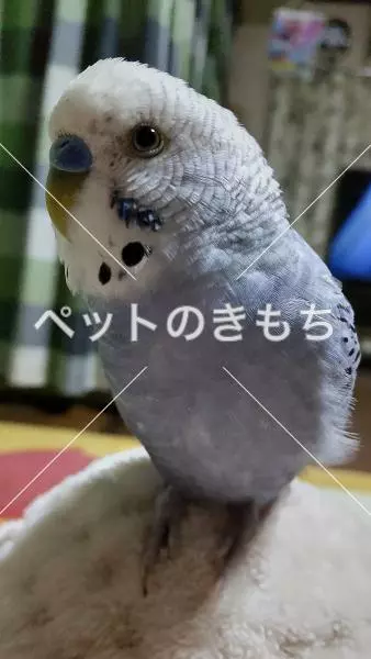 迷子鳥の画像
