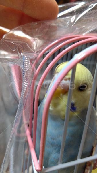 迷子鳥の画像
