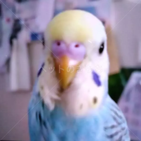 コメントの画像