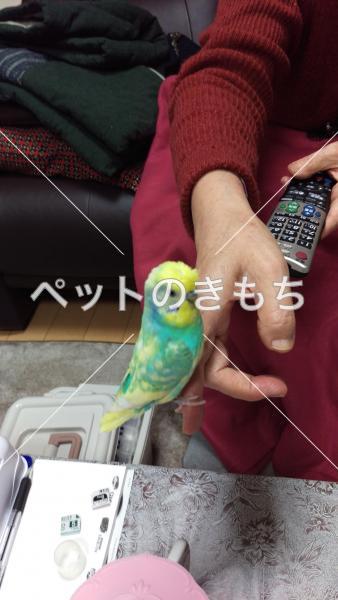 コメント投稿の画像