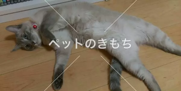 迷子猫の画像