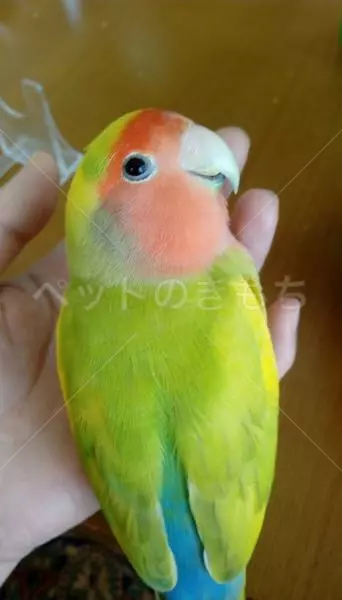 迷子鳥の画像