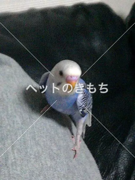 迷子鳥の画像