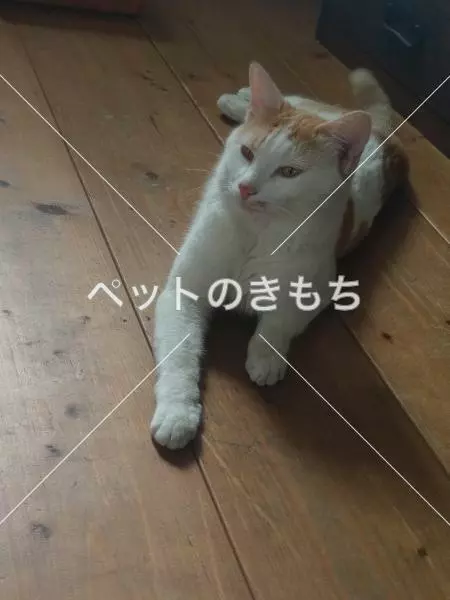 迷子猫の画像