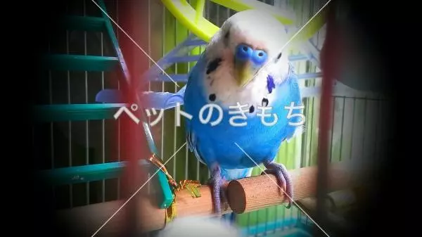 迷子鳥の画像