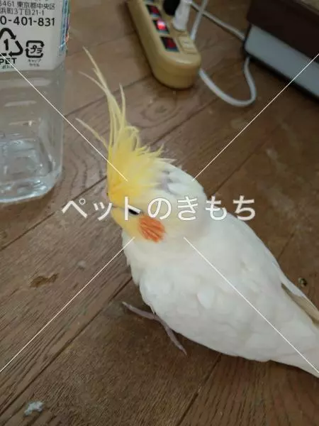 迷子鳥の画像
