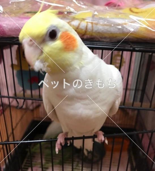 迷子鳥の画像