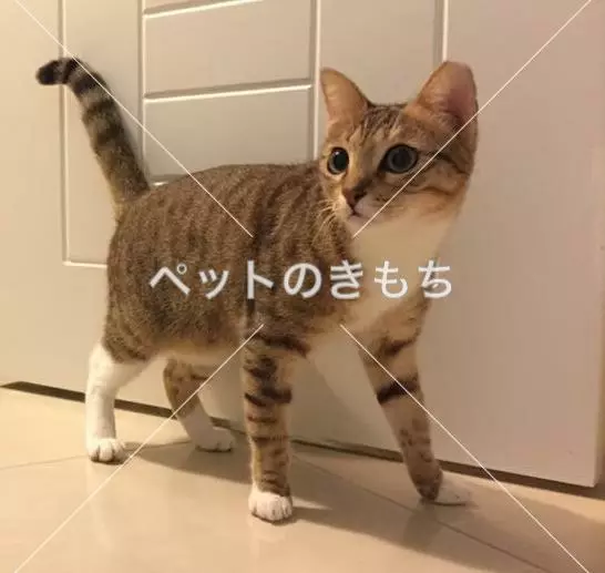 迷子猫の画像