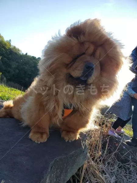 迷子犬の画像
