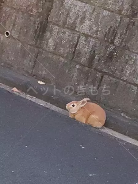 保護ペットの画像