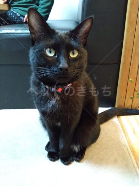 迷子猫の画像