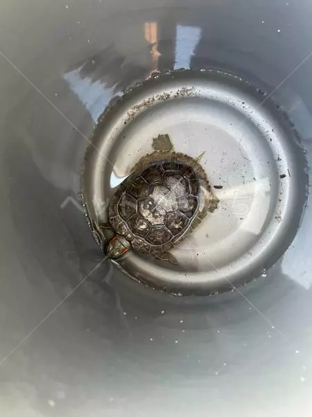 保護ペットの画像