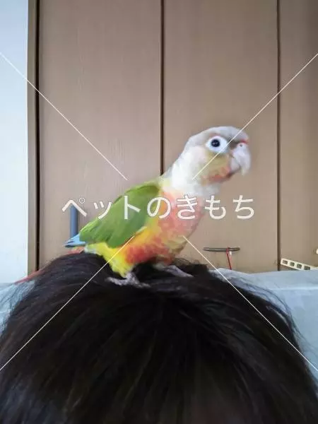 迷子鳥の画像