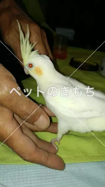 迷子鳥の画像