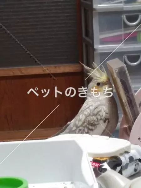 迷子鳥の画像