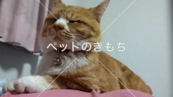 迷子猫の画像