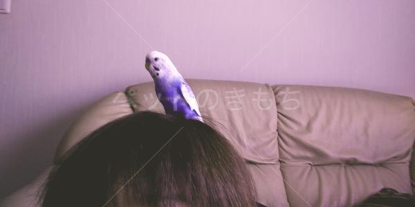 迷子鳥の画像