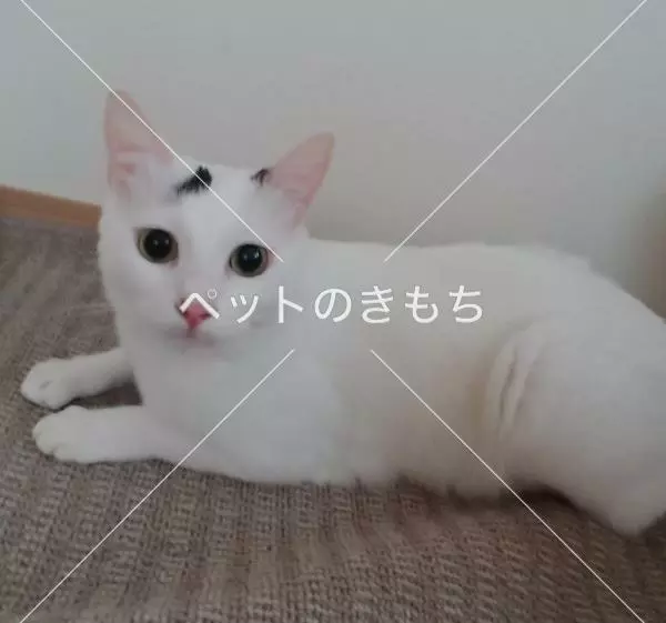 迷子猫の画像