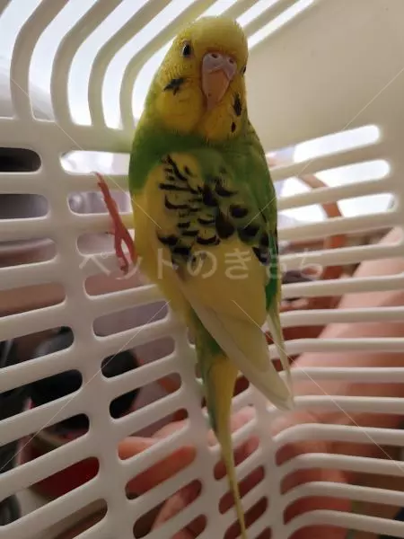 コメントの画像