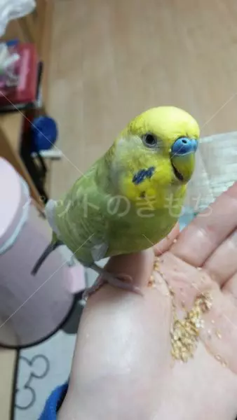 コメント投稿の画像