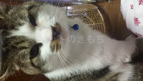 迷子猫の画像