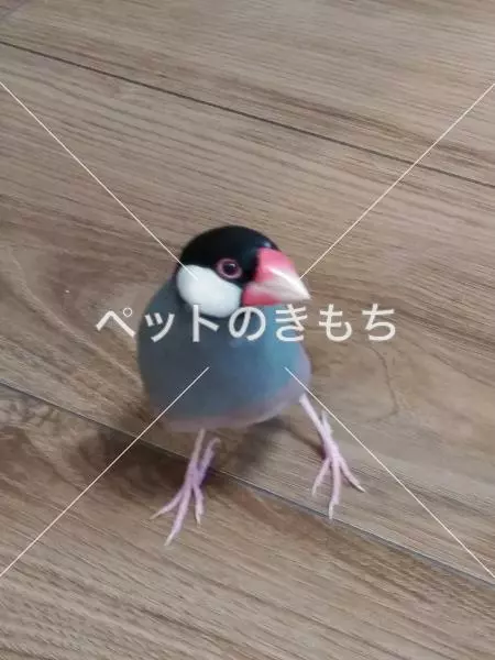 迷子鳥の画像