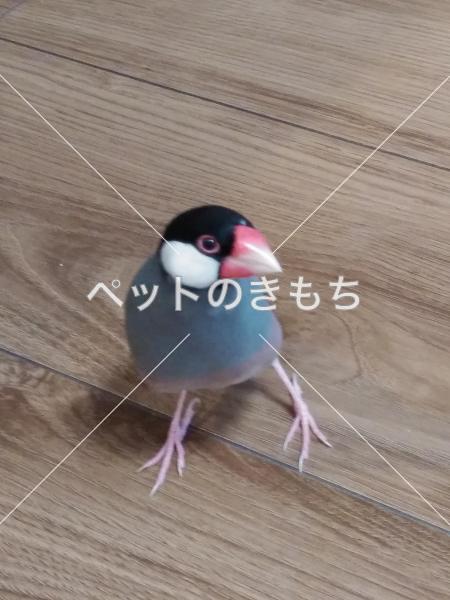 迷子鳥の画像