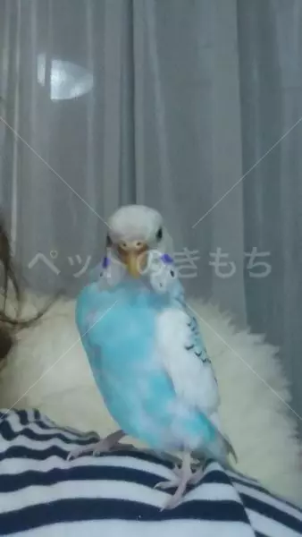 保護鳥の画像