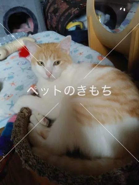 迷子猫の画像