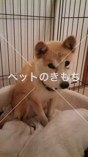 迷子犬の画像