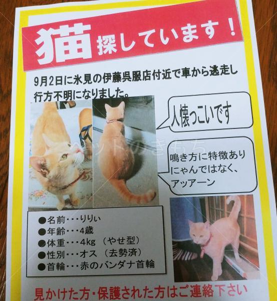 迷子猫の画像