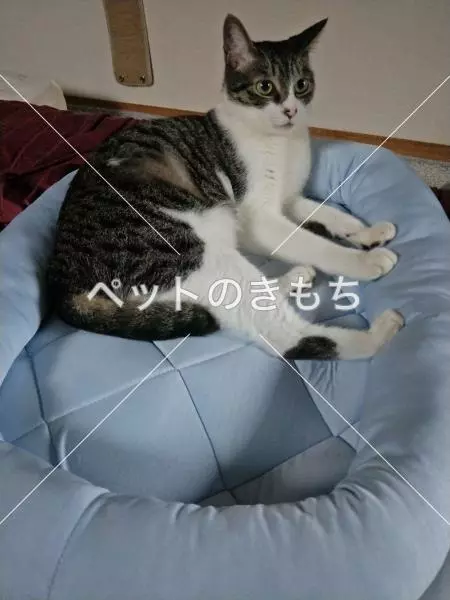 迷子猫の画像